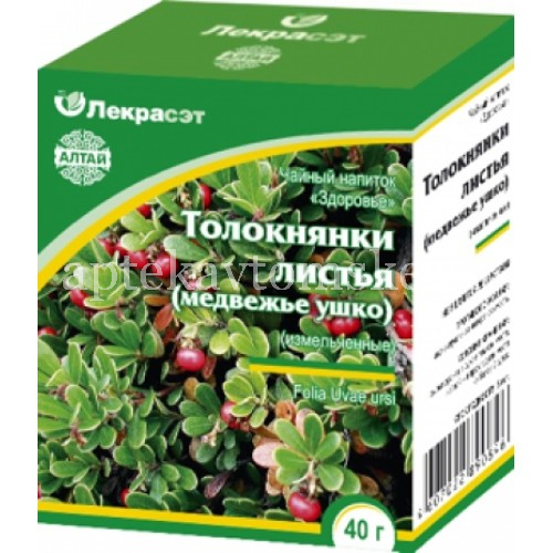 Как выглядит трава медвежьи ушки фото
